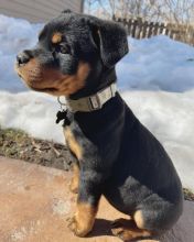 Rottweiler puppies, male and female for adoption