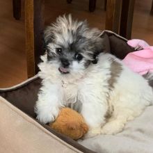 Socialized Shihpoo puppies available.