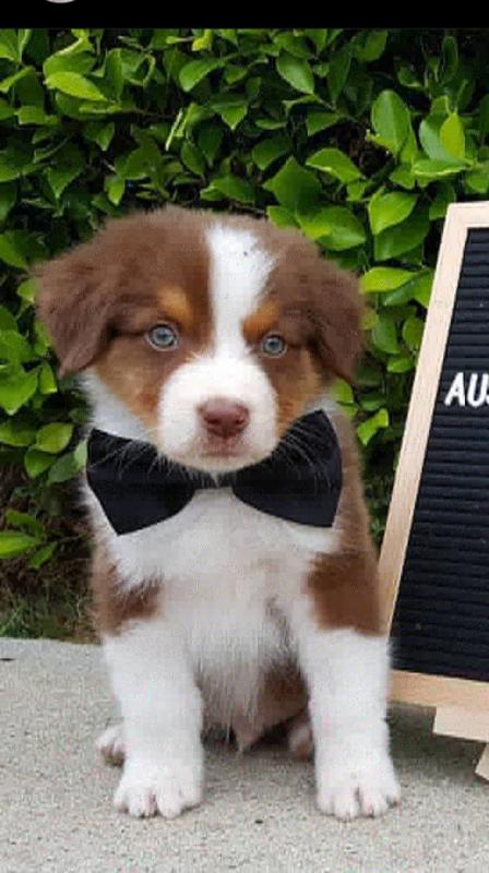 Aussie puppies, male and female for adoption Image eClassifieds4u