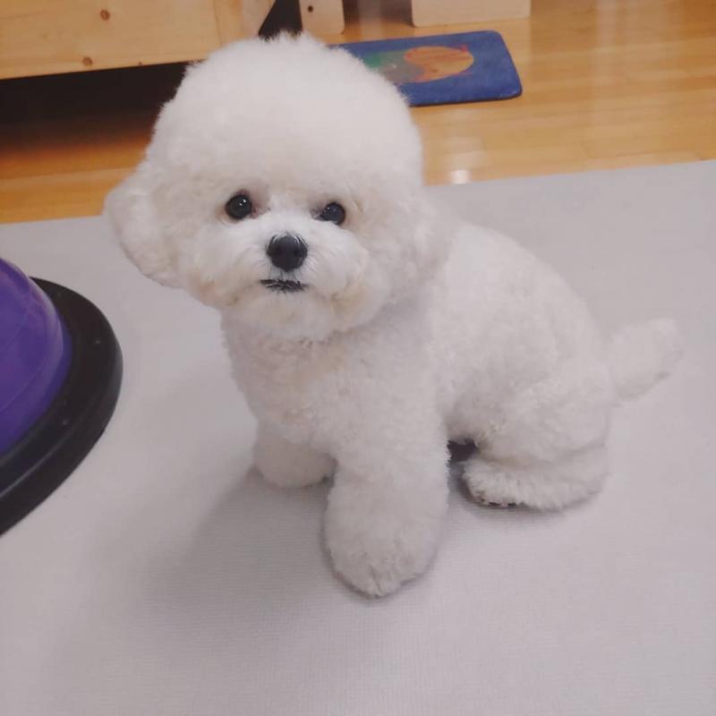 Bichon frise puppies Available Image eClassifieds4u