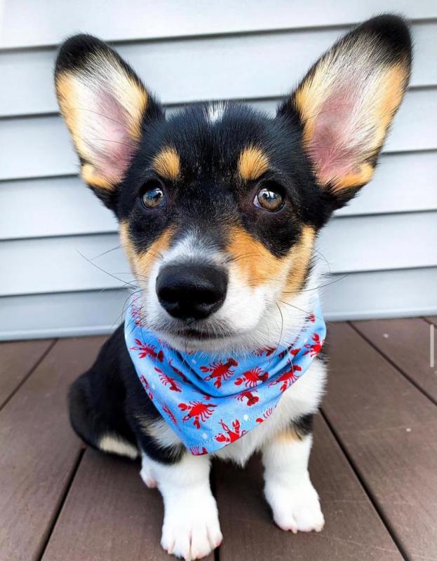 Cardigan welsh corgi puppies Image eClassifieds4u