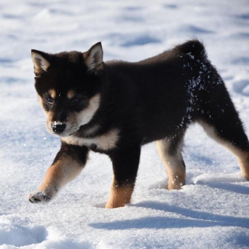 Cute Shiba Inu Puppies Seeking A New And Forever Home. Image eClassifieds4u