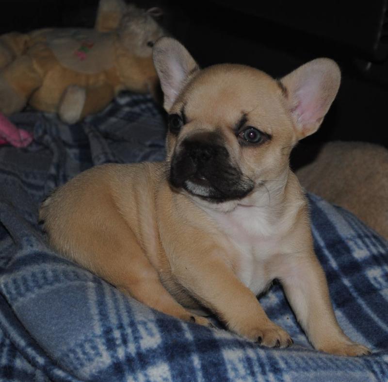 French Bulldog puppies, updated on vaccines,potty trained and socialized. Image eClassifieds4u