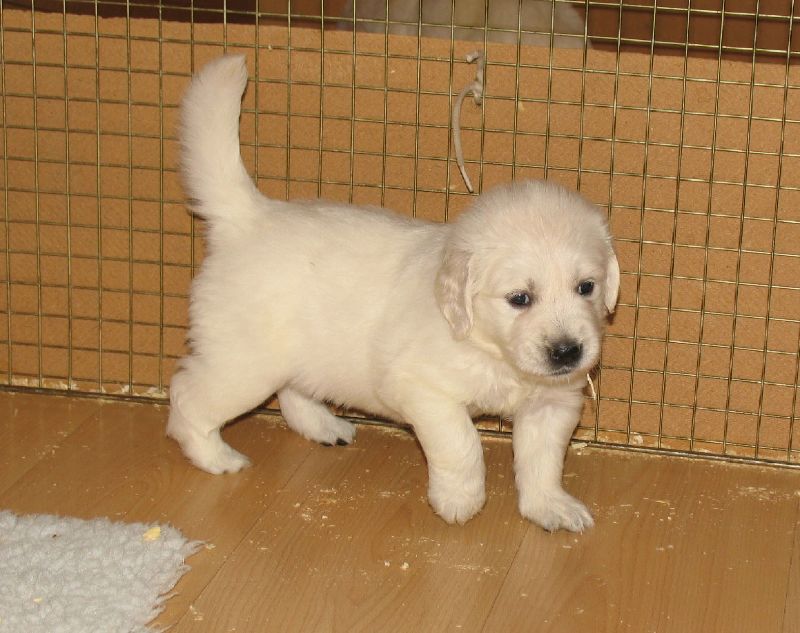 Golden Retriever puppies available. updated on shots and well socialized. Image eClassifieds4u