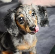 For Adoption: Dachshund Puppies,Ckc Reg. Image eClassifieds4U