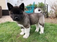 Akita puppies, male and female for adoption Image eClassifieds4U