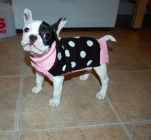 Boston Terrier puppies available,vaccinated , de-wormed, flea treated and potty trained. Image eClassifieds4u 2