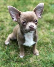 Chihuahua Puppy Ready For A New Home Image eClassifieds4U