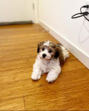 Havanese puppies for adoption Image eClassifieds4U