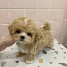 Maltipoo puppies available, updated on vaccines, dewormed and well socialized. Image eClassifieds4U