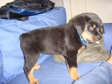 Rottweiler puppies available, updated on vaccines,dewormed and flea treated. Image eClassifieds4U