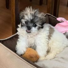 Socialized Shihpoo puppies available. Image eClassifieds4U