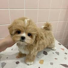 Maltipoo puppies available, updated on vaccines, dewormed and well socialized. Image eClassifieds4u