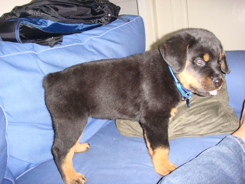 Rottweiler puppies available, updated on vaccines,dewormed and flea treated. Image eClassifieds4u