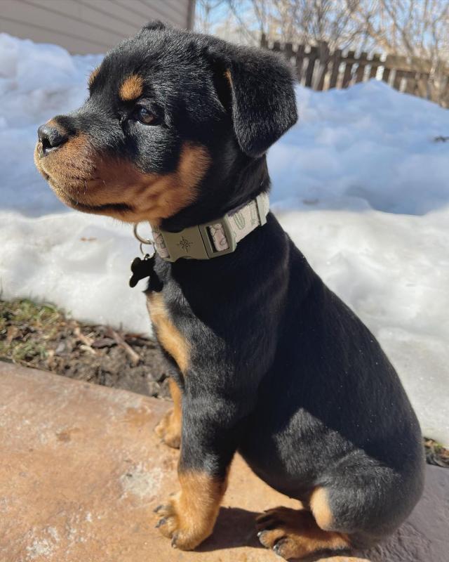 Rottweiler puppies, male and female for adoption Image eClassifieds4u
