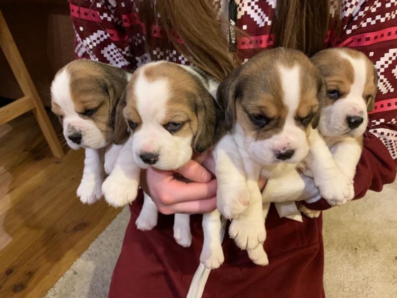 Sweet Male and Female Beagle puppies for adoption. Image eClassifieds4u