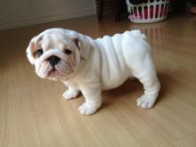 English Bulldog Puppies - Updated On All Shots Available For Rehoming