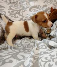 Jack Russell Terrier Puppies - Updated On All Shots Available For Rehoming