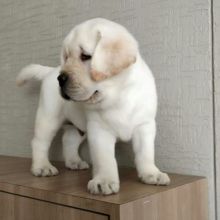 Labrador male and female puppies for adoption