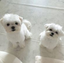 Maltese Puppies - Updated On All Shots Available For Rehoming