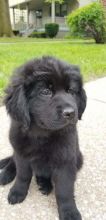 Newfoundland Puppies - Updated On All Shots Available For Rehoming