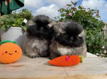 Pekingese Puppies - Updated On All Shots Available For Rehoming