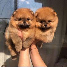 Pomeranian Puppies Looking For New Homes