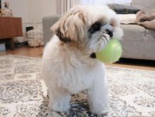 Shih Tzu puppies available in good health condition for new homes