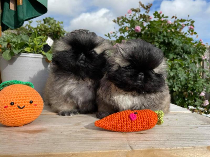 Pekingese Puppies - Updated On All Shots Available For Rehoming Image eClassifieds4u