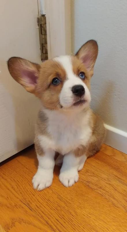 Pembroke Welsh Corgi Puppies - Updated On All Shots Available For Rehoming Image eClassifieds4u
