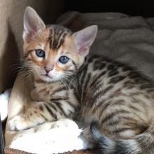 Bengal Kittens Male and female for adoption