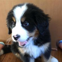 bernese mountain dog for adoption