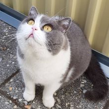 British Shorthair Kittens Male and female for adoption