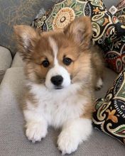 CUTE CORGI PUPPIES AVAILABLE FOR YOUR HOME