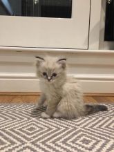 Lovable Ragdoll Kittens For Adoption