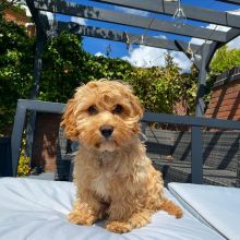 Lovely Cute Cavapoo Puppies For Adoption