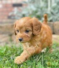 Lovely Cute Cavapoo Puppies For Adoption