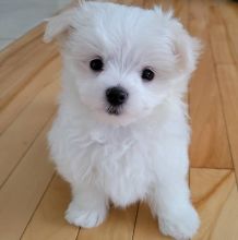 maltese pupies for adoption and rehoming