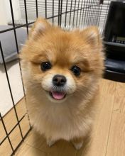 pomerainian puppies for adoption