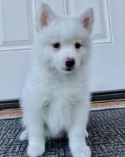 pomsky for adoption