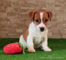 Priceless Jack Russell Terrier Puppies For Re-Homing