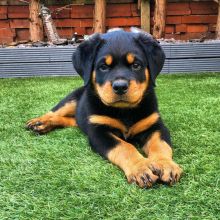Rottwellier puppies for adoption