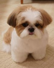 shih tzi for adoption