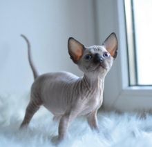 Sphynx Kittens Male and female for adoption