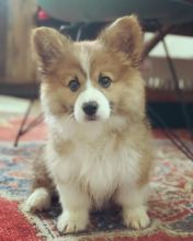 WELSH CORGI (PEMBROKE) PUPPY FOR ADOPTION