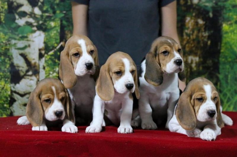 beagles puppies for adoption and rehoming Image eClassifieds4u