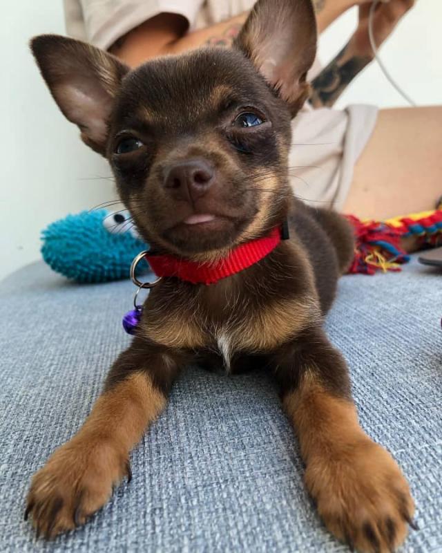 chihuahua puppies for rehoming Image eClassifieds4u