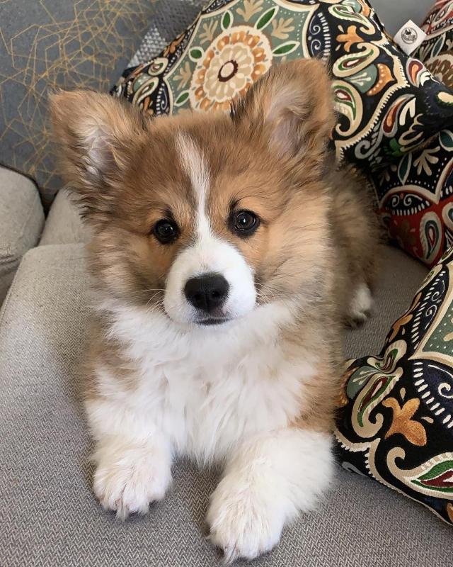 CUTE CORGI PUPPIES AVAILABLE FOR YOUR HOME Image eClassifieds4u