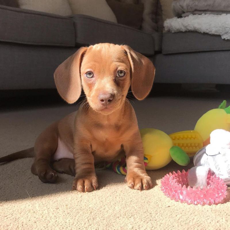 dashcund puppies for adoption Image eClassifieds4u