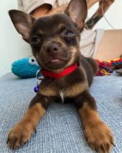 chihuahua puppies for rehoming Image eClassifieds4u 1